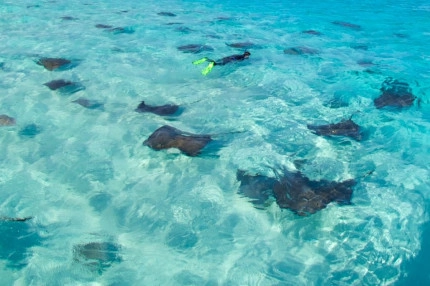 Dawn Stingrays Snorkel Boat Trip