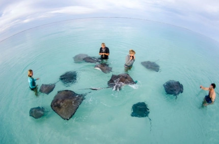 Dawn Stingrays Snorkel Boat Trip