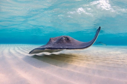 Dawn Stingrays Snorkel Boat Trip