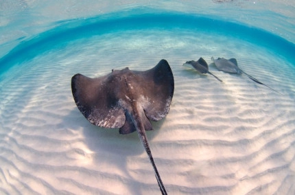 Dawn Stingrays Snorkel Boat Trip