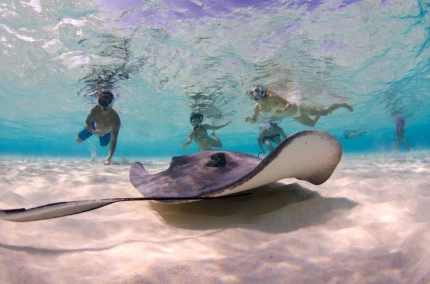 Dawn Stingrays Snorkel Boat Trip