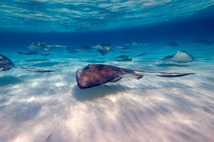 Dawn Stingrays Snorkel Boat Trip