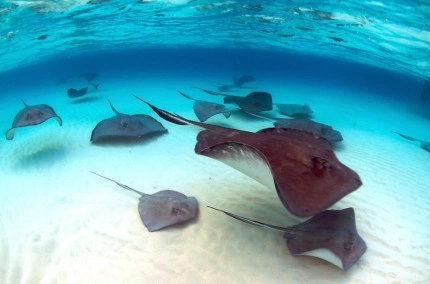 Dawn Stingrays Snorkel Boat Trip