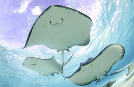 Reef & Rays Snorkel Boat Trip