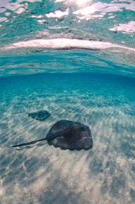 Champagne Stingrays Snorkel Boat Trip