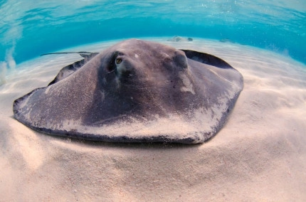 Champagne Stingrays Snorkel Boat Trip