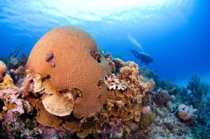 PADI Rescue Diver