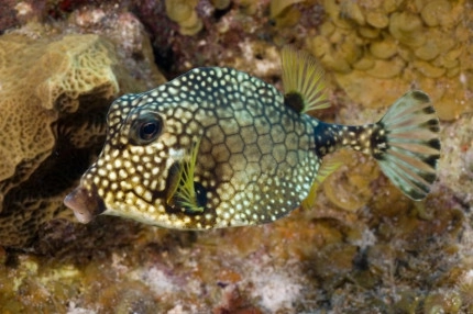 Best of Cayman Package