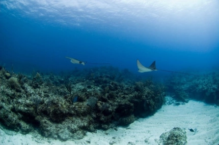 East End Classic Dive Package