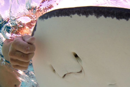 Stingray Sandbar Snorkel Boat Trip