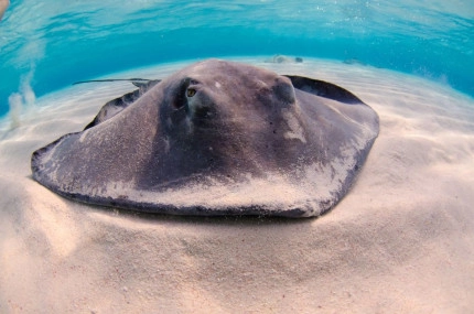 Stingray Sandbar Snorkel Boat Trip