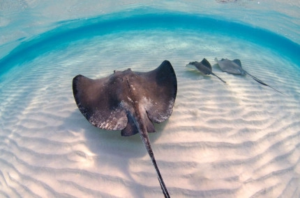 Stingray Sandbar Snorkel Boat Trip