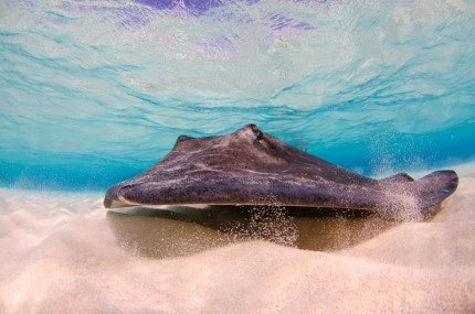 Stingray Sandbar Snorkel Boat Trip