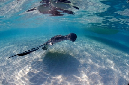 Stingray Sandbar Snorkel Boat Trip