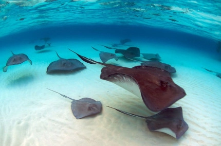 Stingray Sandbar Snorkel Boat Trip