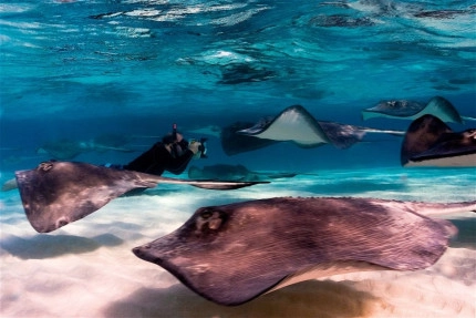 Stingray Sandbar Snorkel Boat Trip
