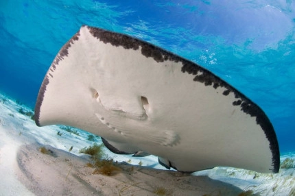Stingray Sandbar Snorkel Boat Trip