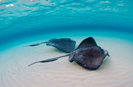 Stingray Sandbar Snorkel Boat Trip