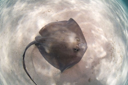 Stingray Sandbar Snorkel Boat Trip