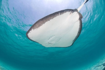 Stingray Sandbar Snorkel Boat Trip