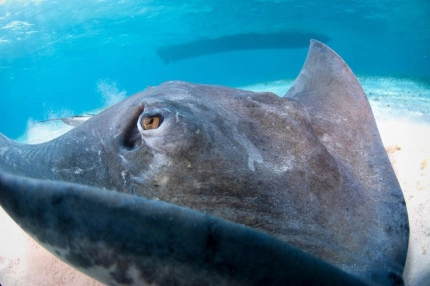 Stingray Sandbar Snorkel Boat Trip