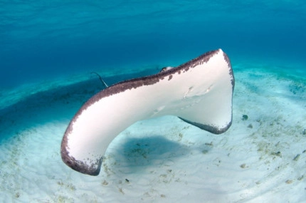 Stingray Sandbar Snorkel Boat Trip