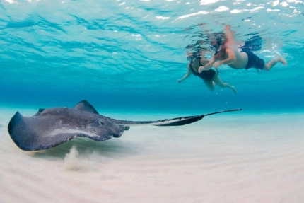 Stingray Sandbar Snorkel Boat Trip