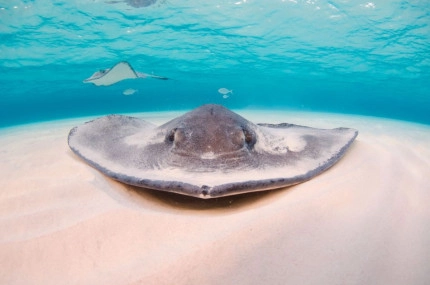 Stingray Sandbar Snorkel Boat Trip