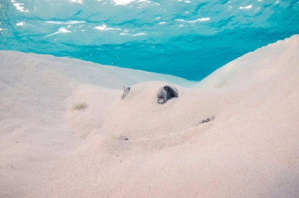 Stingray Sandbar Snorkel Boat Trip