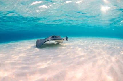 Stingray Sandbar Snorkel Boat Trip