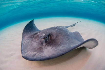 Stingray Sandbar Snorkel Boat Trip