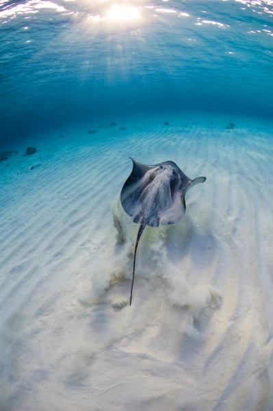 Manta And Ray Ecology