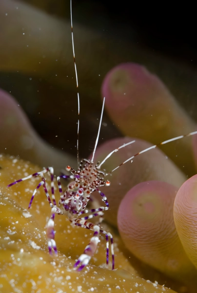 Macro Mania