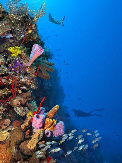 Marine Ecology