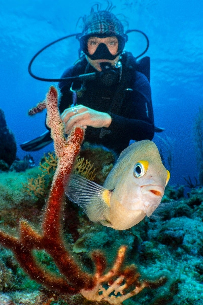 Fish Identification