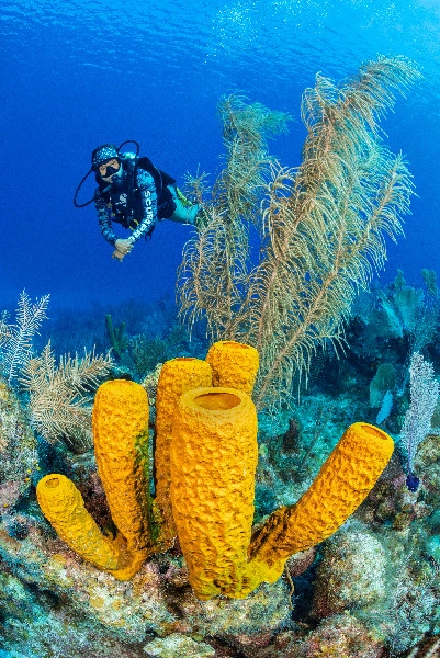 Marine Invertebrate Ecology