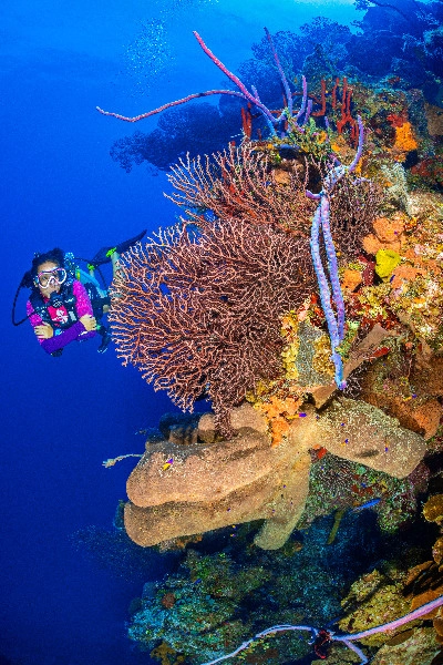 Coral Identification