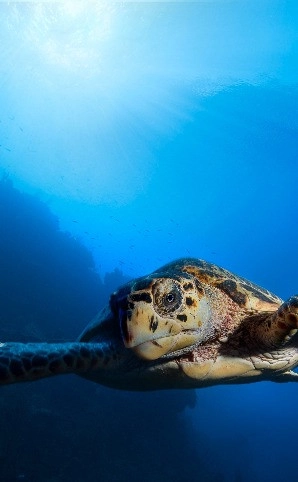 Sea Turtle Ecology