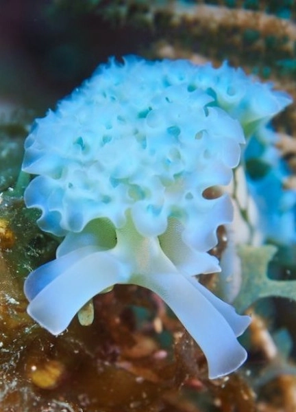 Nudibranch Ecology