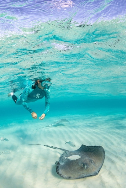 Dawn Stingrays