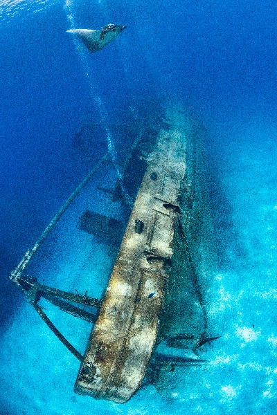Kittiwake Wreck Safari