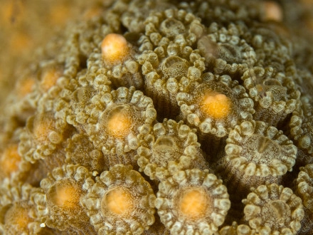 The Coral Spawning Experience
