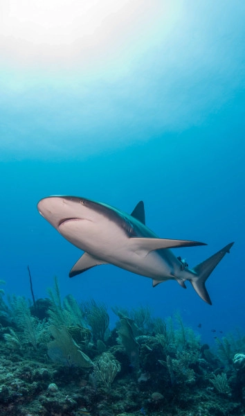 Signature Diver