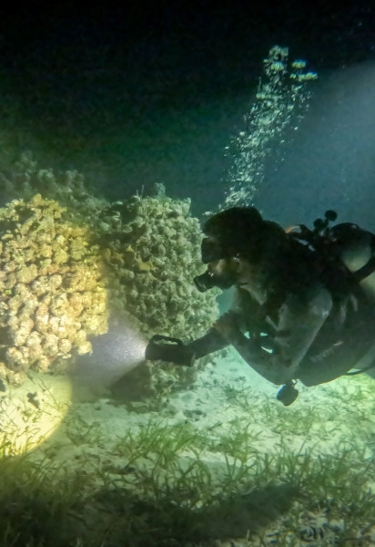 UV Night Dive