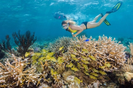 Reef & Rays