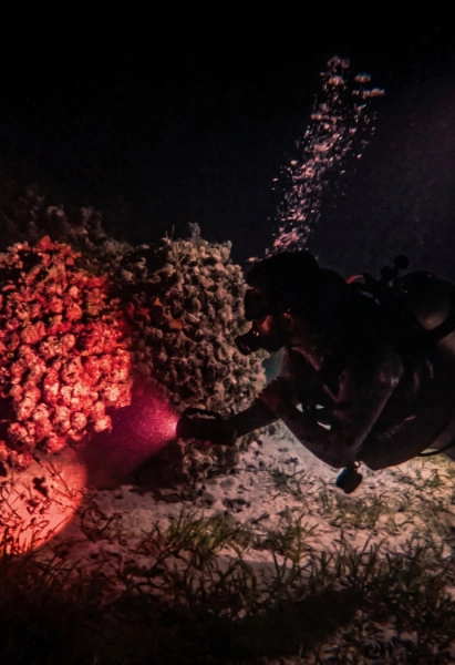 UV Night Dive