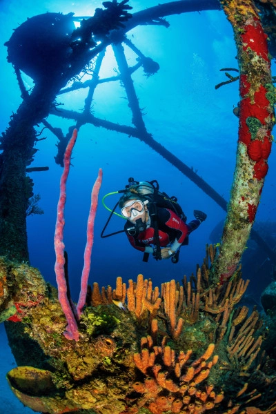 Kittiwake Wreck Safari