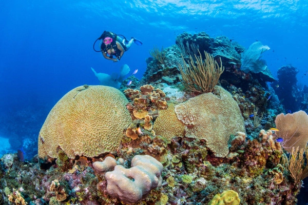 Coral Identification