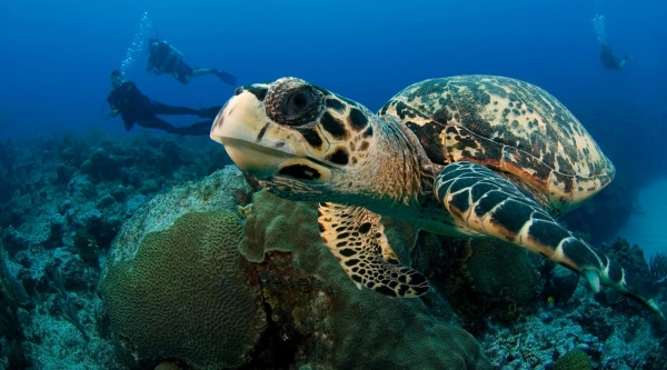 Sea Turtle Ecology