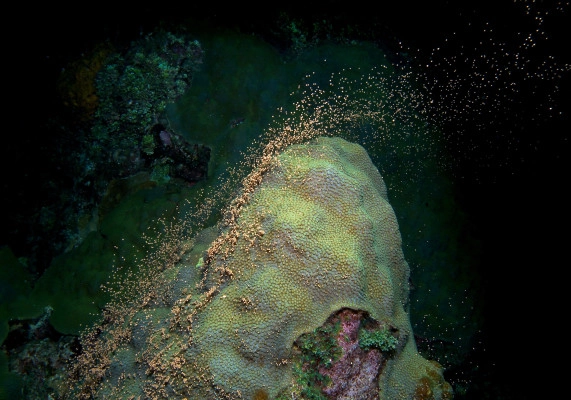 The Coral Spawning Experience